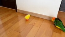 動くおもちゃが怖いインコ、うまく逃げたつもりが……　“まさかの展開”が620万表示「だから鳥さんって好き」「マンガで草」