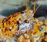 3000万分の1の奇跡！　三毛猫ならぬ「三毛ロブスター」がアメリカで発見される【海外】