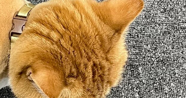 毛をカットしてもらった猫→帰ってきた姿を見ると……「笑ったww」　何かに似ている“まさかの1枚”に「思わず吹いちゃった」