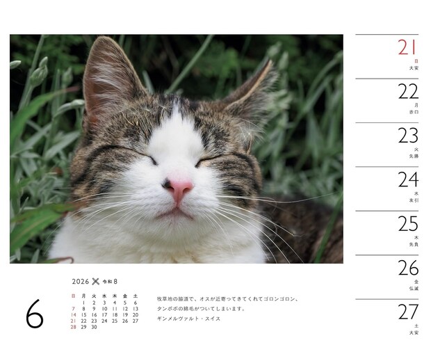 「猫好きなら絶対に買って損はない」“2026年猫カレンダー”が人気 「岩合光昭さんは神です」「苦しい位にかわいさが溢れている」