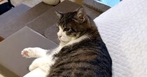 ゴロンと寝転がった猫→“しっぽの先”をよく見ると……「芸術点高すぎぃぃーー！」　まさかの光景が360万表示