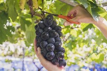 関東で人気の「果物・野菜狩り」スポットランキングTOP5！　第1位は「果実の里 原田農園（群馬県）」【2024年最新調査結果】