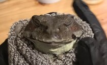 「こうするしかない」元介護士と“おばあちゃんカエル”の生活をのぞいたら……　衝撃の光景に「泣けてきた」