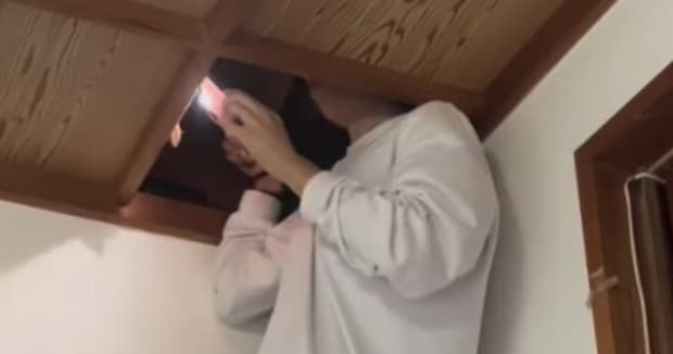 屋根裏から子猫の鳴き声→のぞいてみたら……　まさかの姿に「助かって良かった」「なんて幸せな子」