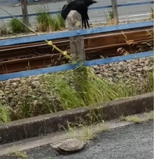 バイト帰り、道ばたでカラスに襲われるカメを保護→大事に100日育てたら……　驚きの姿に「ガラッと変わりましたね」「愛が溢れています」