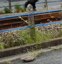 【画像】DIYしたモンちゃん御殿