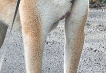 柴犬の飼い主「どうしてこうもチンチクリンにみえるんだろう…」　驚きのスタイルのワンコに「犬界の大谷翔平」「人間で言ったらラウール？」