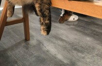 【画像】記事を読む