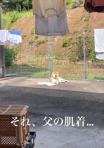 柴犬が庭でスリスリごろんするのはまさかの……　父への愛を感じる、笑いを誘う姿が130万再生「父ちゃんさぞ嬉しかろう」