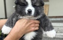 【画像】記事を読む