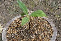 軽い気持ちで植えた果物の苗が……　「ビビってます」想定外の“4カ月後”に悲鳴「脚立を買う羽目に」