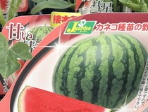 「くっそwww」　だじゃれが過ぎるスイカの苗に1600万表示の衝撃　「これは食べたいw」「明らかにガンダム好きがいる」