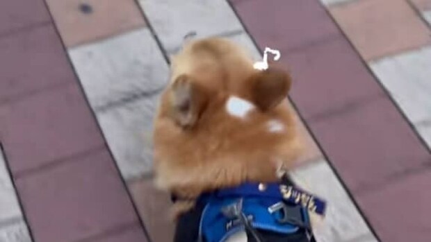 母とお散歩中のコーギー、リードをオヤジに交代→次の瞬間……「ウケる！」　“あからさまな態度”に「ウチも同じ」「なんでそうなる？？」