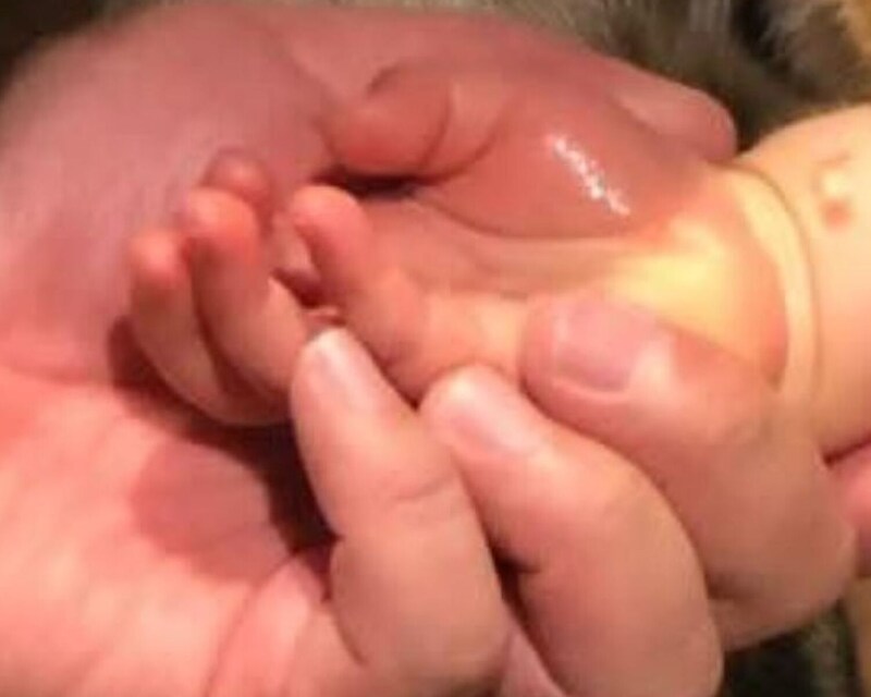 2歳娘と手をつなぐ夫→引きで見ると……　まさかの光景に「声出して笑った」「おまえも猫にならないか？」