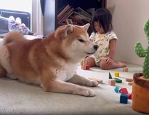 柴犬にまねするサボテンのオモチャをあげたら……　電車で見ちゃダメな超展開が435万表示「これ見てずっと笑ってる」「永遠に見ていられる」