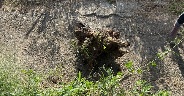 「邪魔だな」と思っていたデカい切り株→ある日突然……　思わぬ“犯人”に緊張走る「すごいけどこわい」