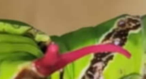 見た目がポケモン「キャタピー」にそっくりな青虫を育てたら……　12日後の美しい変貌に「実写版ポケモンはとても神秘的」【海外】