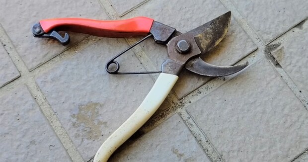 黒く汚れて“キコキコ”鳴る剪定バサミ→プロの一手間で……　長く快適に使う手入れ方法に「おお～！」「大切ですね」