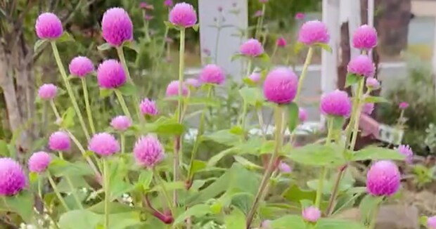 かわいいセンニチコウ「大きくなりすぎるのがヤダっ」→“小さく育てる”裏技に「私もカットしてみます」「なるほどなぁ」