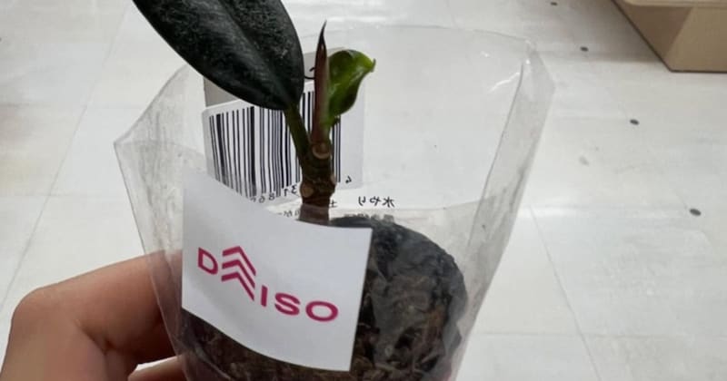 ダイソーで買った「葉っぱ1枚」→水だけあげて1年後……　驚きの現在に「すごい生命力」