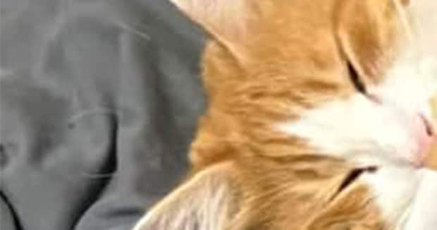 自宅警備していたはずの猫→ふと見たら……　愛猫が見せた“まさかの姿”に「かわいすぎる」「私も入りたい」