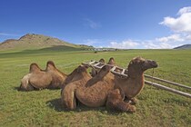 「2歳とは思えないほどの才能」　幼児が積み木でラクダを作ったら……　センスが光る完成品に「天才すぎ」