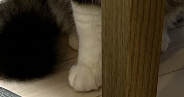 「イタズラ注意してからずっとこれ」　ママに叱られた愛猫→“まさかの表情”に「反省してますね、これは」