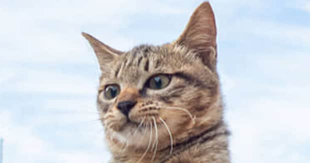 海辺で遊ぶ子猫→魚眼レンズで撮ったら…… 「最高すぎる!www」140万表示の“驚きの出来”に「これが無料で見られて良いんですか……?」