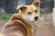 人気の「犬種」ランキング！　第2位は「トイ・プードル」、第1位は？【11月1日は「犬の日」！】