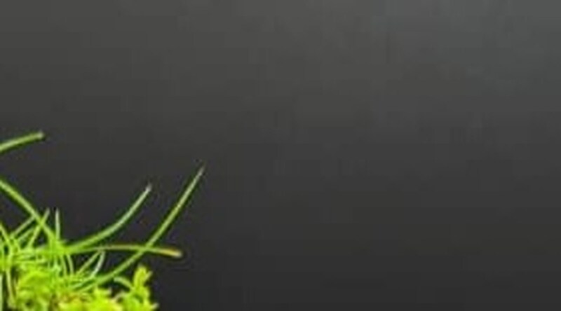 SNSで盆栽を披露→「凄ーい！！！」絶賛のワケは……　二度見必至で69万表示「どうなってるの！？」