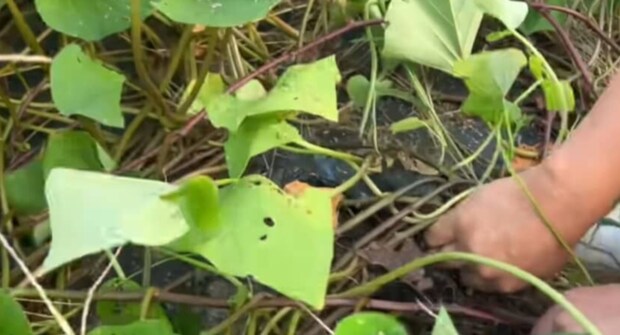 お世話をサボって放置していたサツマイモ畑→見に行ってみると……「こんな風になるんだ」　驚きの光景に反響