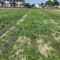 雑草ボーボーの畑→24歳男性が本気出すと……　たった1週間で“まさかの光景”に「すごっ！」「こんな綺麗に」