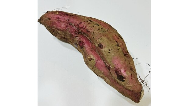 3歳息子、芋掘りで大きなサツマイモをゲット→切ってみると……「わぁ！」　“ママ感動の光景”に「なんかちょっとうれしい」「めっちゃ見事」