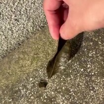 【画像】まさかの正体