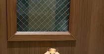 【画像】ハムスターのかわいい写真をもっと見る