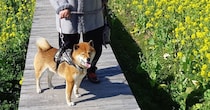 おばあちゃんが亡くなり1カ月→柴犬が早朝、向かったのは……「偉いぞー」　思わず涙を誘う“まさかの光景”に反響