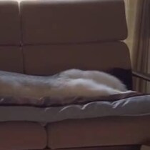 寝ている愛犬をふと見たら……　←寝相がいいとき　悪いとき→　103万再生の姿に「千と千尋のハクみたい」「最高」