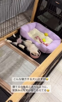 ゴハン中に寝落ちした子犬、ぶっとんだ寝相が140万再生と爆笑を誘う　「無防備すぎてｗ」「いろんな偶然が重なりすぎ」