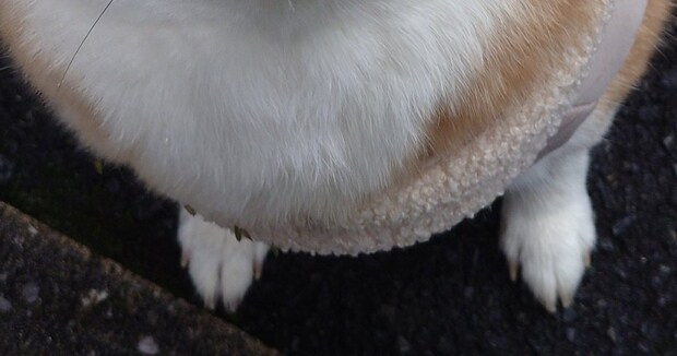 楽しい散歩になるはずが……「目wwww」　柴犬の飼い主、思わず二度見の表情が80万表示「これはお詫びしないと」