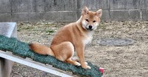 キツネのような生後4カ月の柴犬→約1年半後……「こんなに違うのか」　同じポーズで撮影した“現在の姿”に「時の流れを感じます」