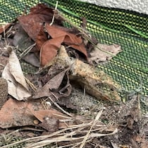 【画像】肉食動物の正体