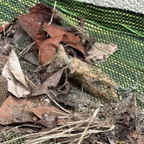 【画像】記事を読む