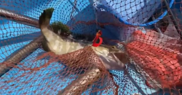 “幻の魚”が釣れた海→底まで潜ってみたら……　信じられない光景に「ワクワク！」「感動してしまった」