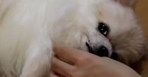 何をされても動かないポメラニアン→実は……　「ウソでしょ!?」思わず焦る“まさかの正体”に「びっくりした〜」「すごい技術」