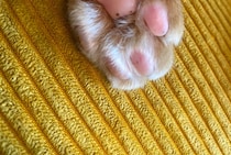 【画像】まさかの生き物