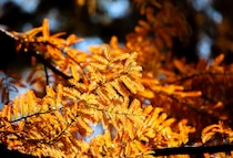 【画像：“滋賀県”のほかとは一味違う紅葉】