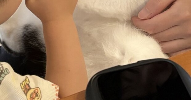 2歳の男の子、猫の前足をつかんで……「これはヤバいな（笑）」　まさかの後ろ姿が190万表示「表情じわるw」