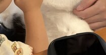 2歳の男の子、猫の前足をつかんで……「これはヤバいな（笑）」　まさかの後ろ姿が190万表示「表情じわるw」