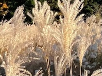 「黄金色の絶景」秋の箱根“仙石原すすき草原”の幻想的な美しさに「ハイジの世界です」「一本道が印象的」「東京ドーム4個分の広さに圧倒されます」