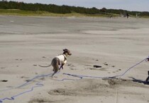 散歩中、“小型犬最速クラス”の愛犬に挑んだら……「マンガですか!?」「大丈夫？」　とんでもない光景が210万表示